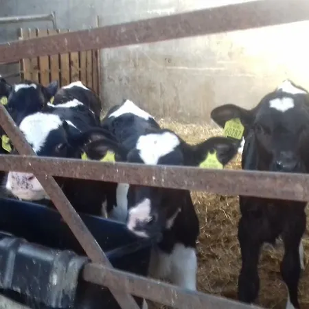 Bannow Bay Seaside Farm 4* Wellingtonbridge