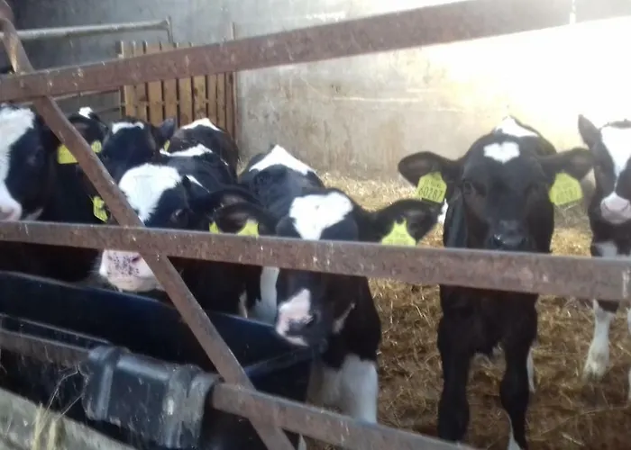 Bannow Bay Seaside Farm 4* Wellingtonbridge