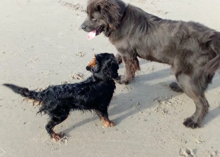 Bannow Bay Seaside Farm 4* Wellingtonbridge